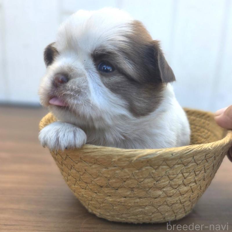 販売中の茨城県のチワズー:チワワ×シーズー-423711の4枚目