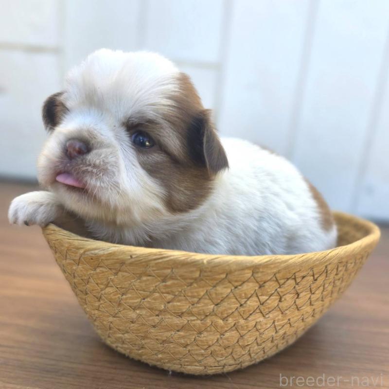 販売中の茨城県のチワズー:チワワ×シーズー-423711の2枚目