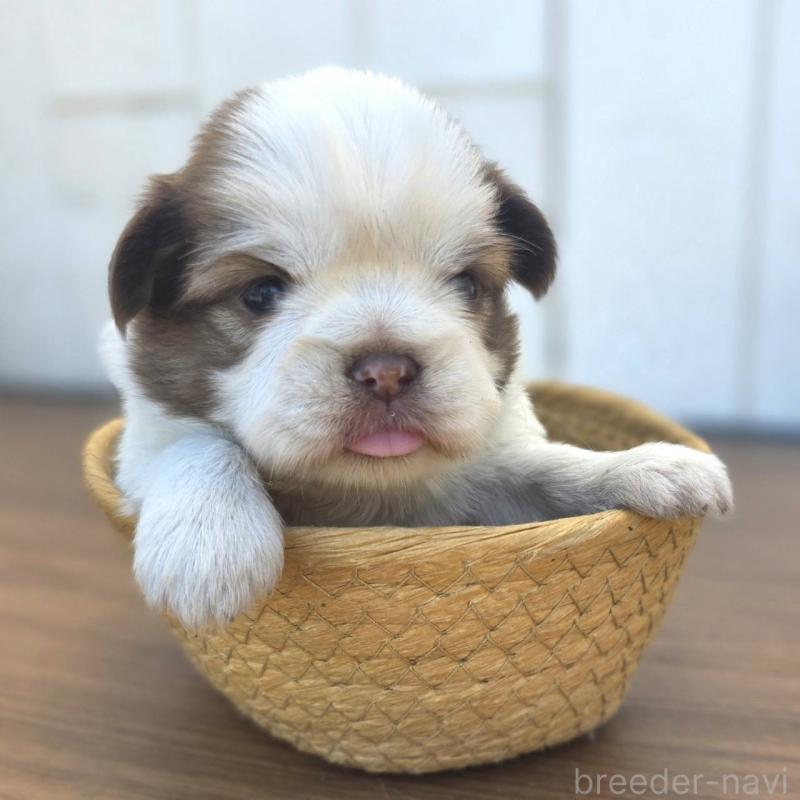 販売中の茨城県のチワズー:チワワ×シーズー-423711の3枚目