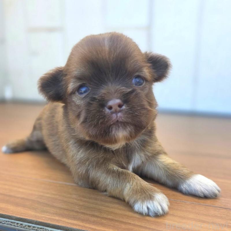 販売中の茨城県のチワズー:チワワ×シーズー-423712の9枚目