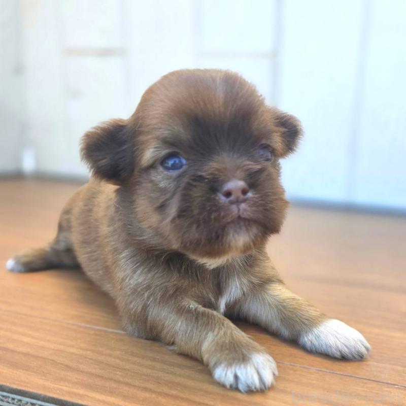 販売中の茨城県のチワズー:チワワ×シーズー-423712の10枚目