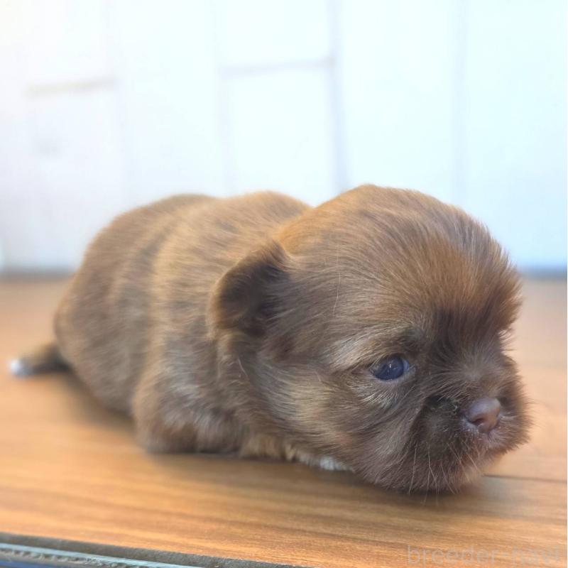 販売中の茨城県のチワズー:チワワ×シーズー-423712の8枚目