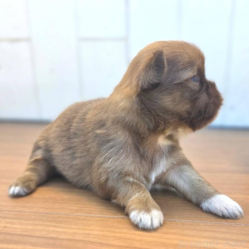 販売中の茨城県のチワズー:チワワ×シーズー-423712の7枚目