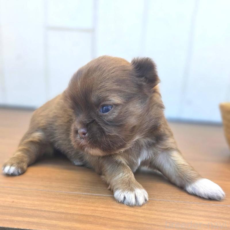 販売中の茨城県のチワズー:チワワ×シーズー-423712の6枚目