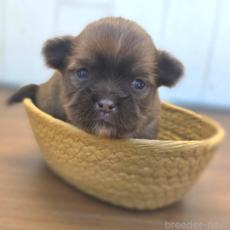 販売中の茨城県のチワズー:チワワ×シーズー-423712の5枚目