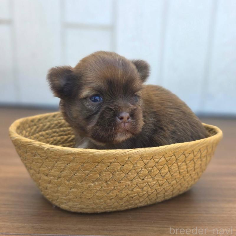 販売中の茨城県のチワズー:チワワ×シーズー-423712の4枚目