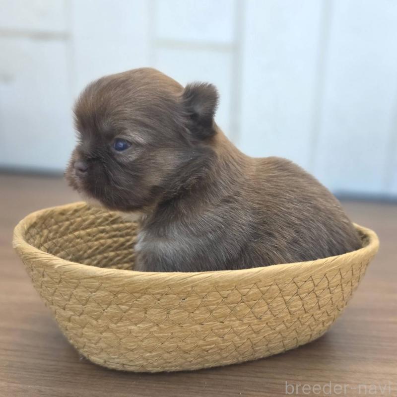 販売中の茨城県のチワズー:チワワ×シーズー-423712の3枚目