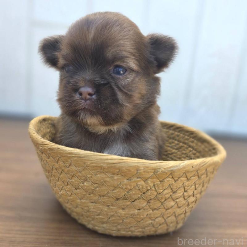 販売中の茨城県のチワズー:チワワ×シーズー-423712の2枚目