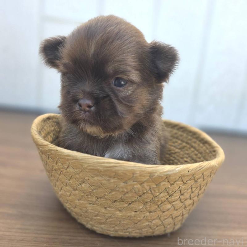 販売中の茨城県のチワズー:チワワ×シーズー-423712