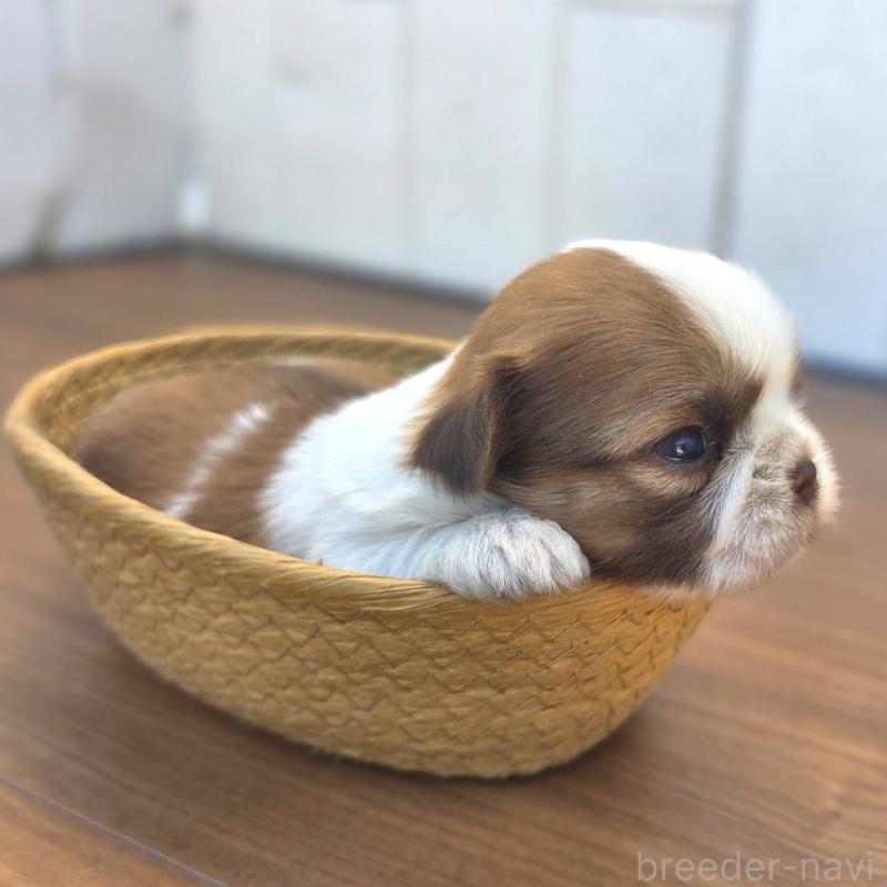 販売中の茨城県のチワズー:チワワ×シーズー-423713の6枚目