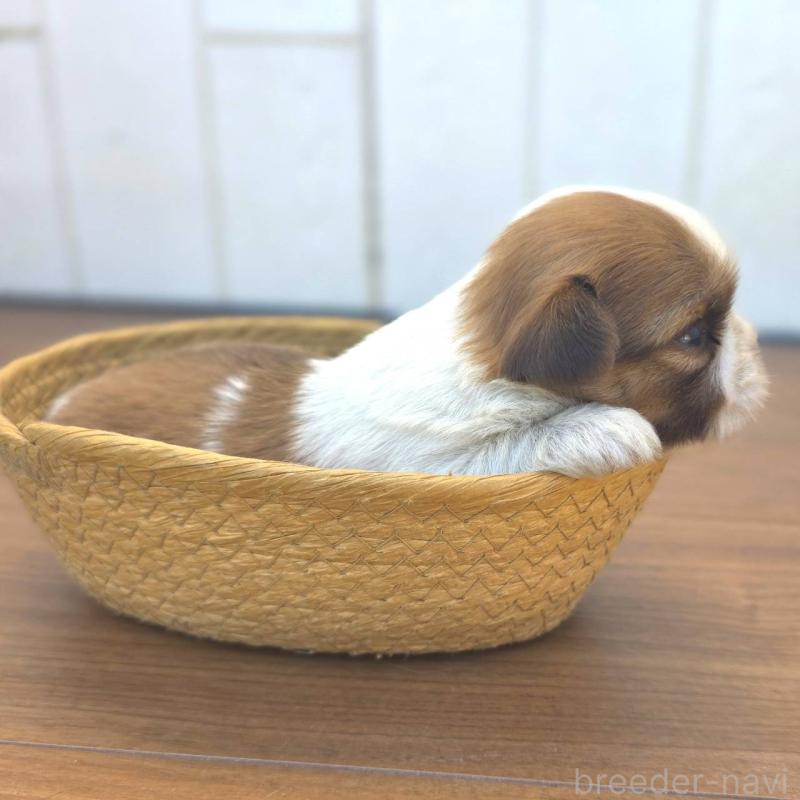 販売中の茨城県のチワズー:チワワ×シーズー-423713の4枚目