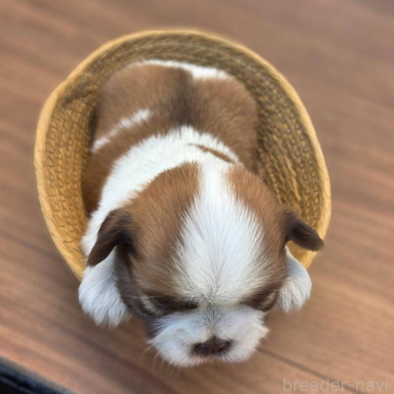 販売中の茨城県のチワズー:チワワ×シーズー-423713の5枚目