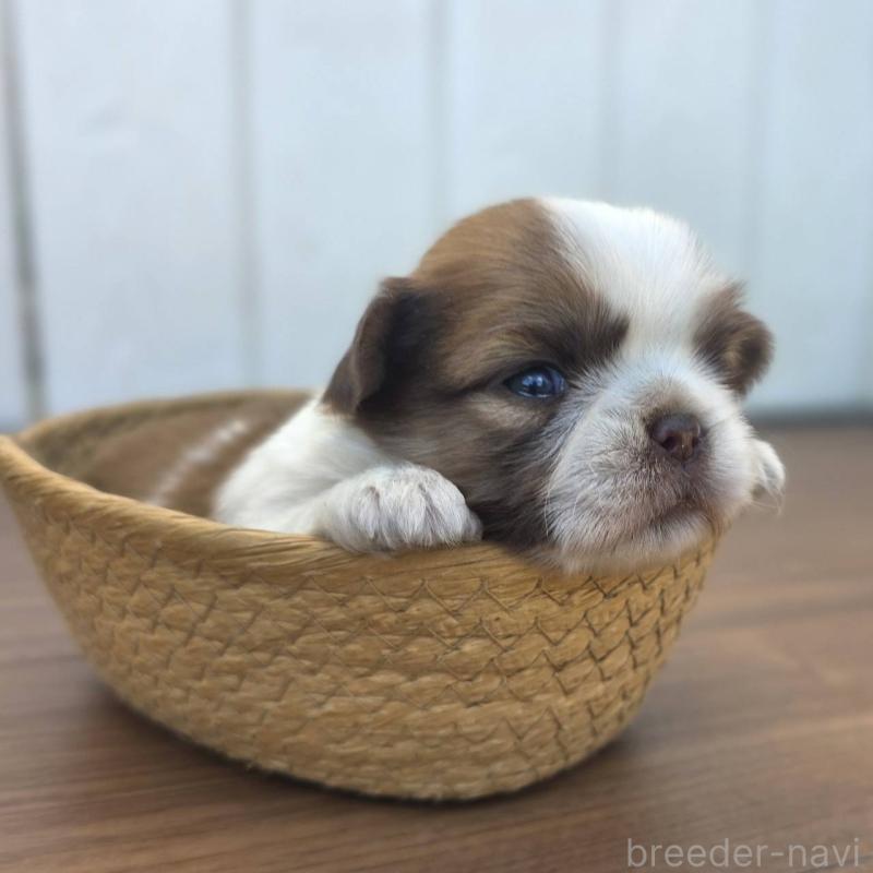 販売中の茨城県のチワズー:チワワ×シーズー-423713の3枚目