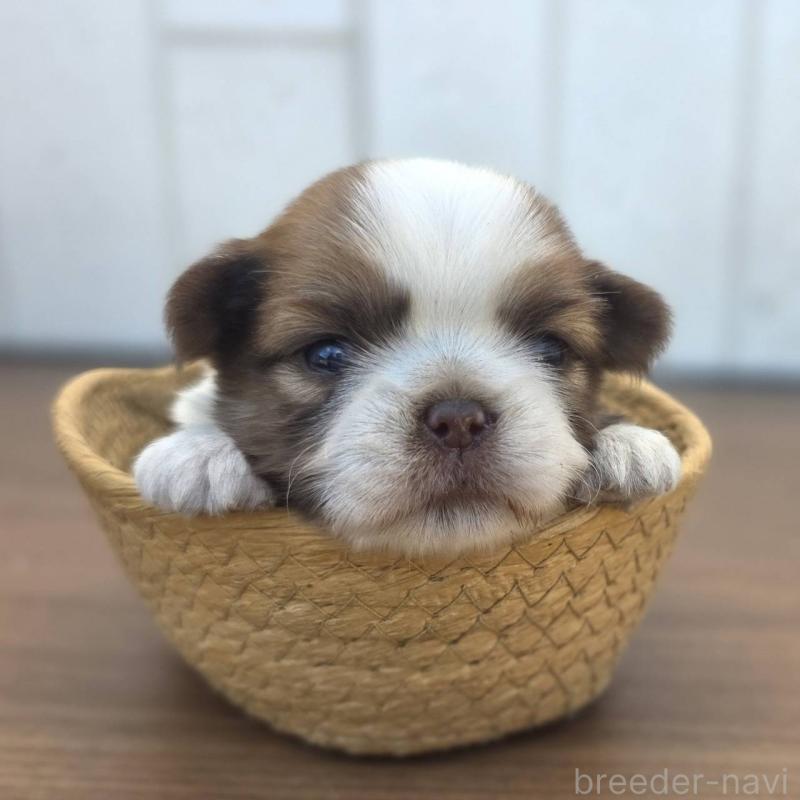 販売中の茨城県のチワズー:チワワ×シーズー-423713