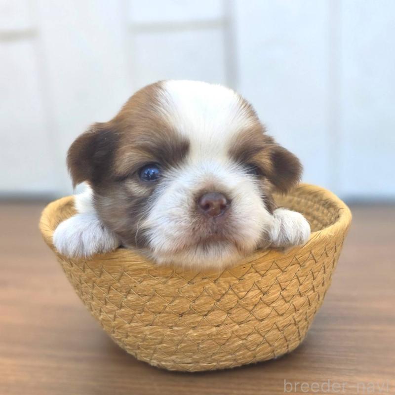 販売中の茨城県のチワズー:チワワ×シーズー-423713の2枚目