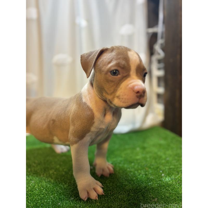 販売中の大阪府のアメリカンブリー-423715の3枚目