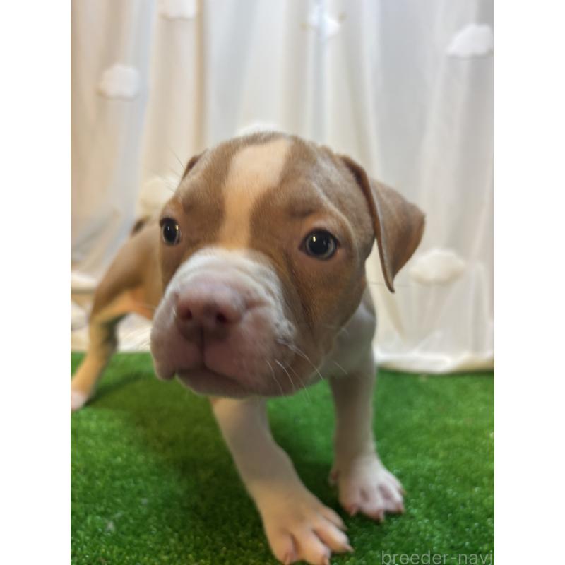 販売中の大阪府のアメリカンブリー-423715の2枚目