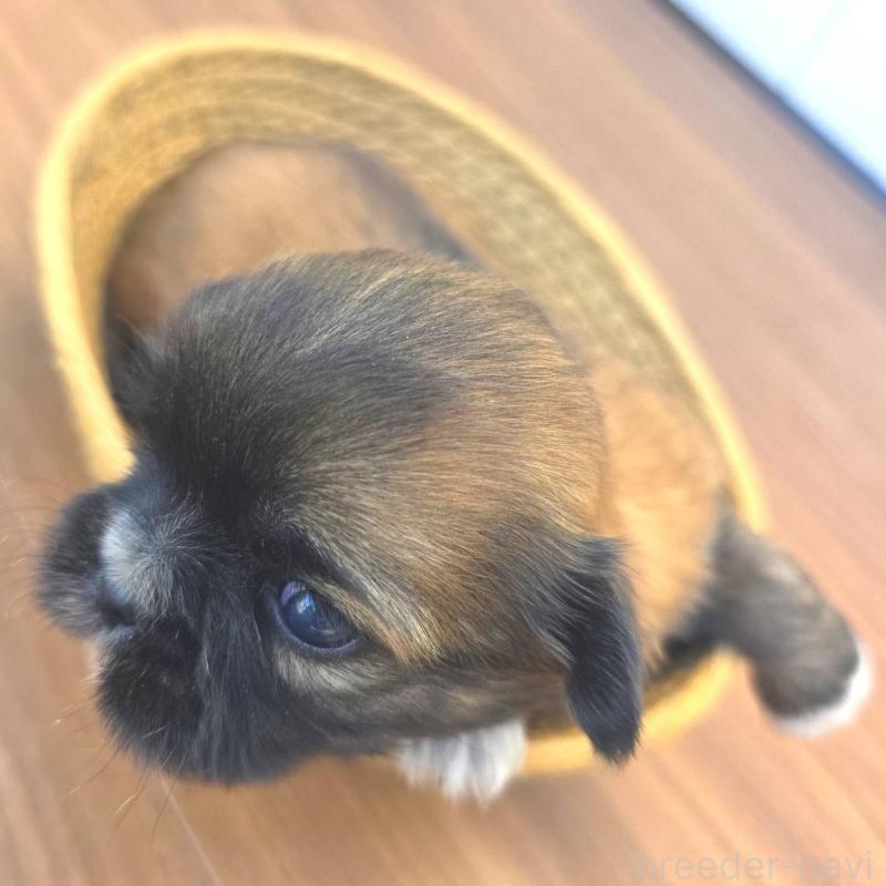 販売中の茨城県のチワズー:チワワ×シーズー-423714の6枚目