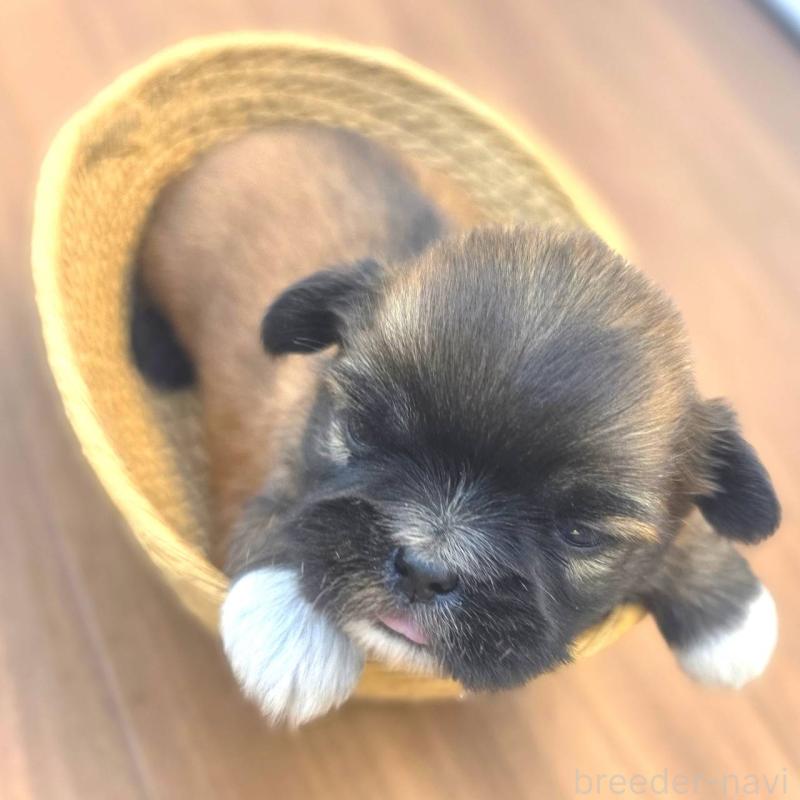 販売中の茨城県のチワズー:チワワ×シーズー-423714の5枚目