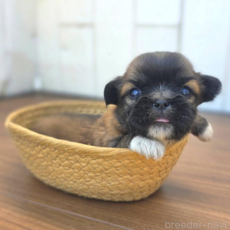 販売中の茨城県のチワズー:チワワ×シーズー-423714