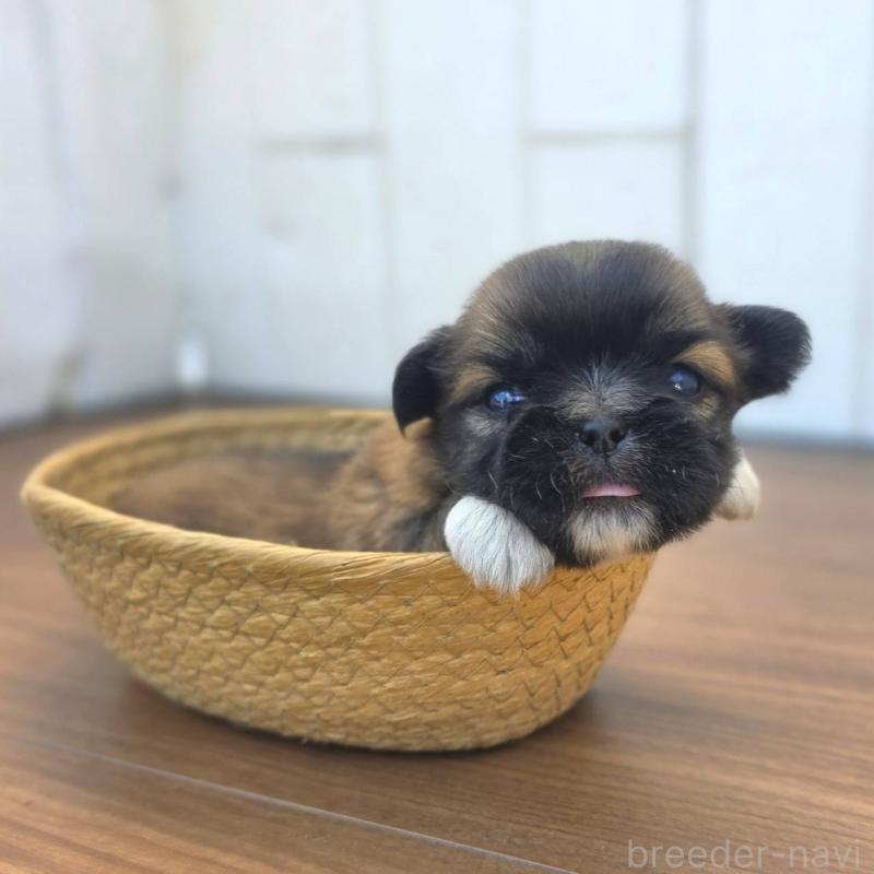 販売中の茨城県のチワズー:チワワ×シーズー-423714の4枚目