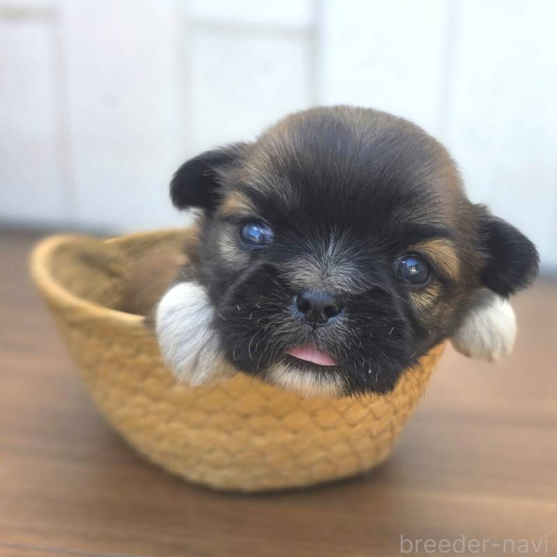 販売中の茨城県のチワズー:チワワ×シーズー-423714の3枚目