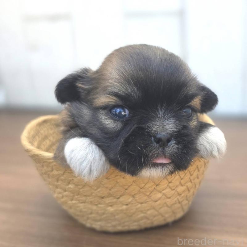 販売中の茨城県のチワズー:チワワ×シーズー-423714の2枚目