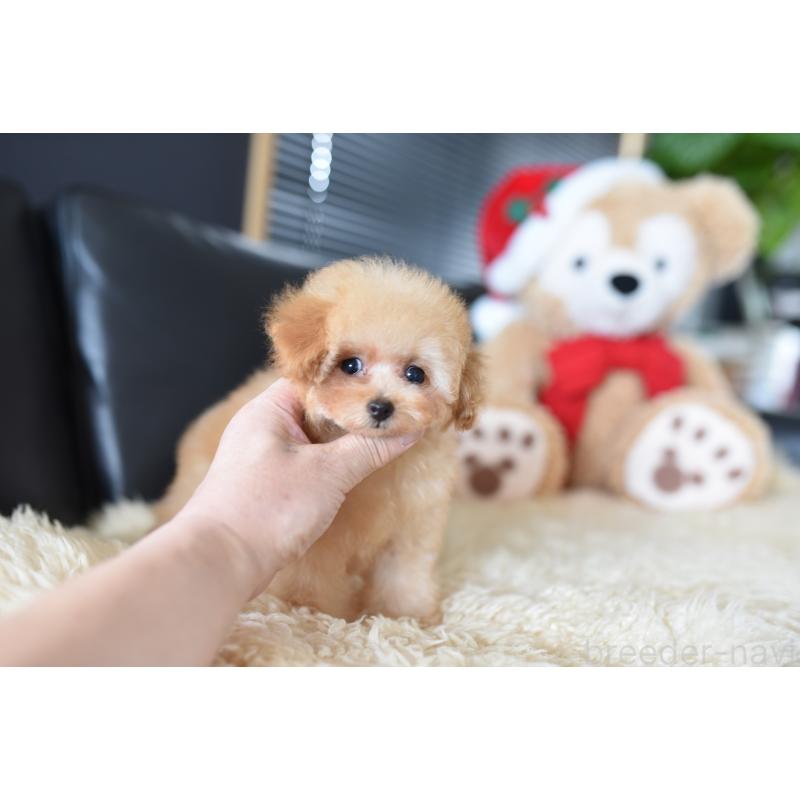 成約済の茨城県のティーカッププードル-420210の6枚目