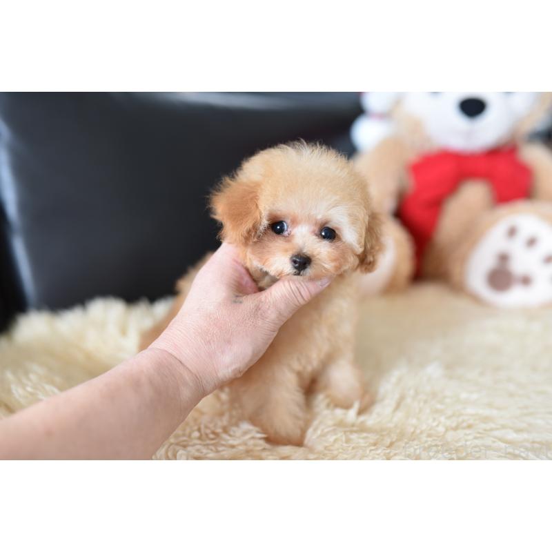 成約済の茨城県のティーカッププードル-420210の5枚目