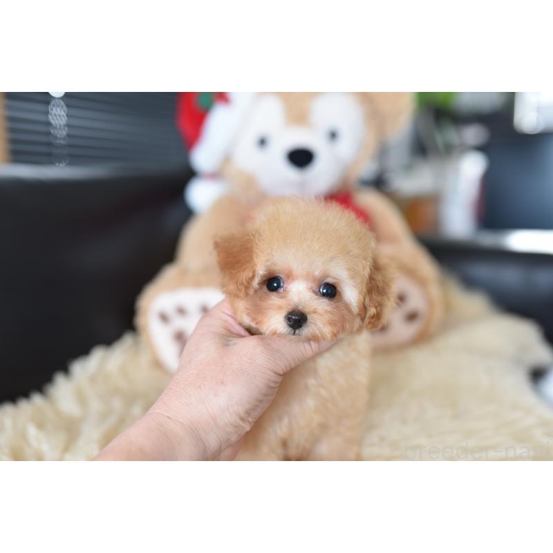 成約済の茨城県のティーカッププードル-420210の4枚目