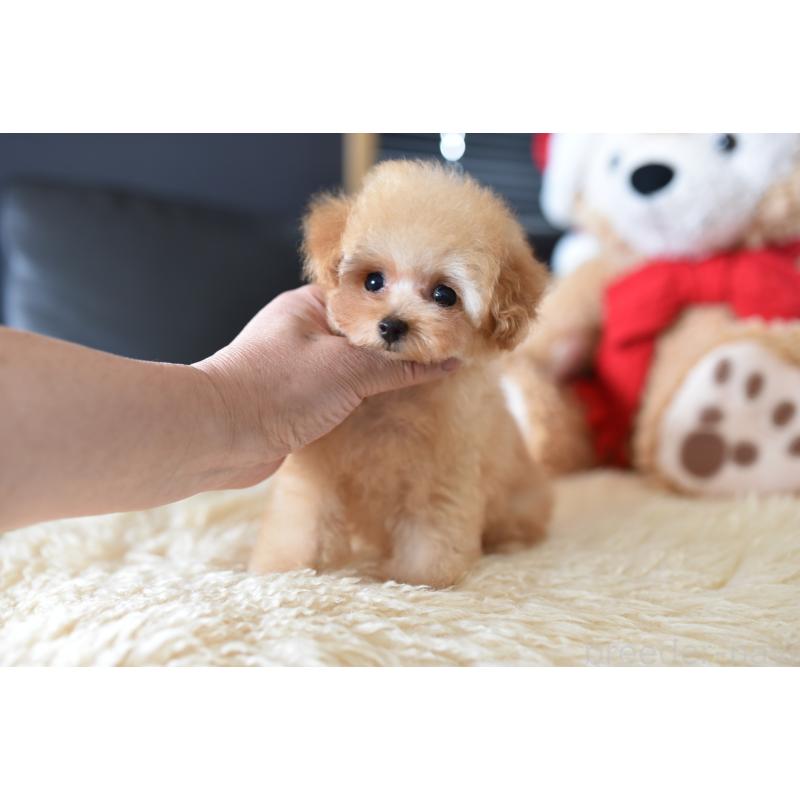 成約済の茨城県のティーカッププードル-420210の3枚目