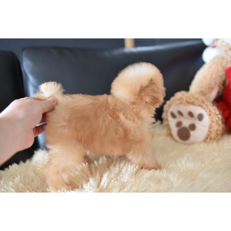 成約済の茨城県のティーカッププードル-420210の2枚目