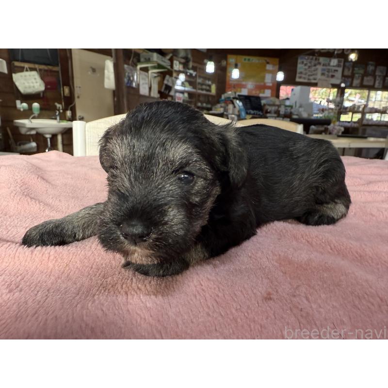 成約済の長野県のミニチュアシュナウザー-423717の9枚目