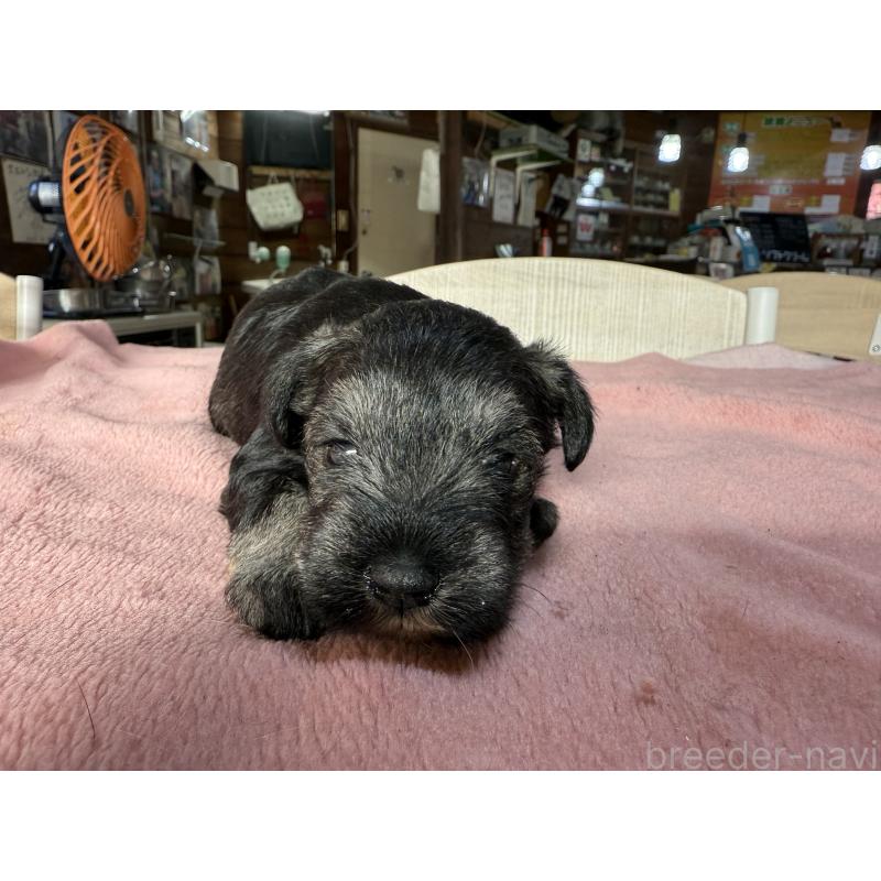 成約済の長野県のミニチュアシュナウザー-423717の8枚目