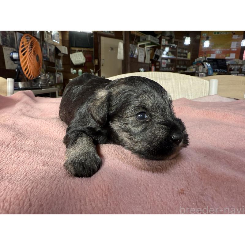 成約済の長野県のミニチュアシュナウザー-423717の7枚目