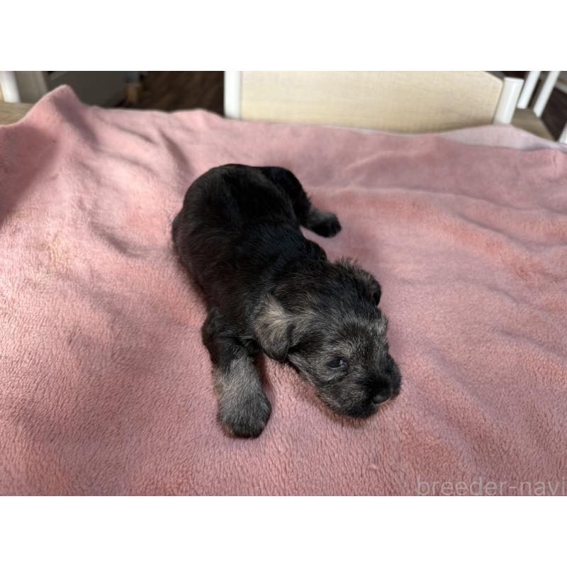 成約済の長野県のミニチュアシュナウザー-423717の6枚目