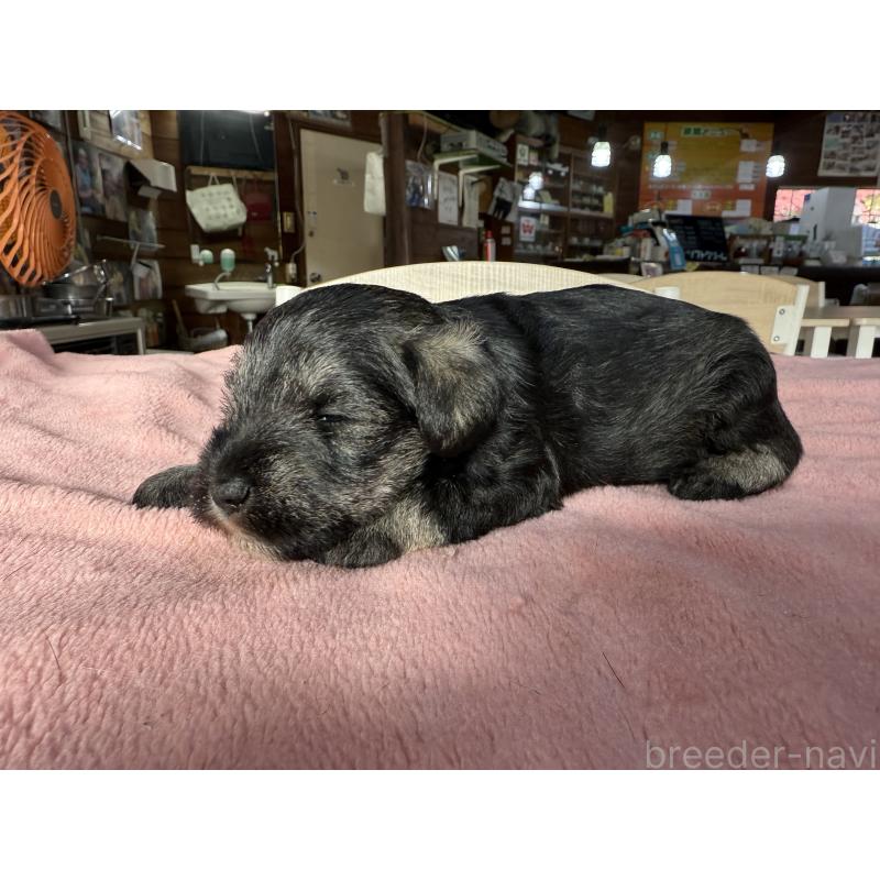 成約済の長野県のミニチュアシュナウザー-423717の5枚目