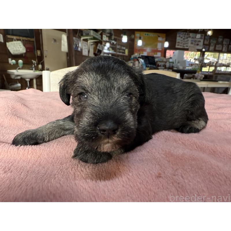 成約済の長野県のミニチュアシュナウザー-423717の4枚目