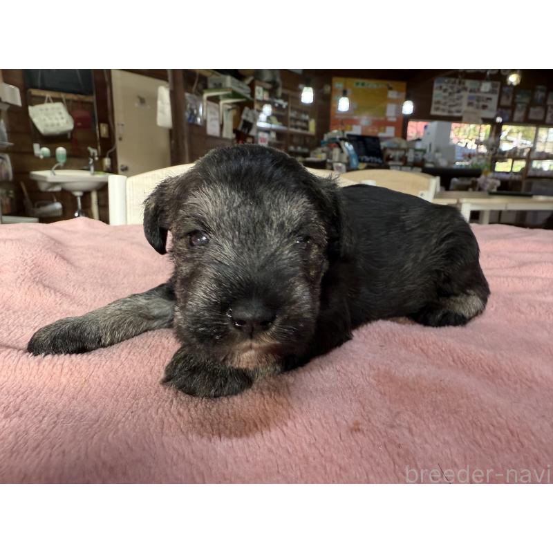 成約済の長野県のミニチュアシュナウザー-423717の3枚目