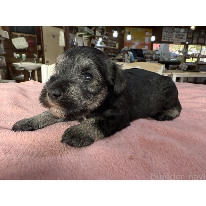 成約済の長野県のミニチュアシュナウザー-423717の2枚目