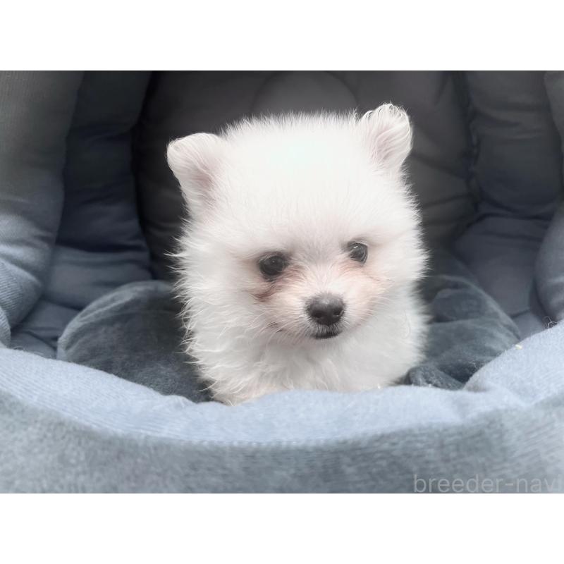 販売中の東京都のポメラニアン-423718の8枚目