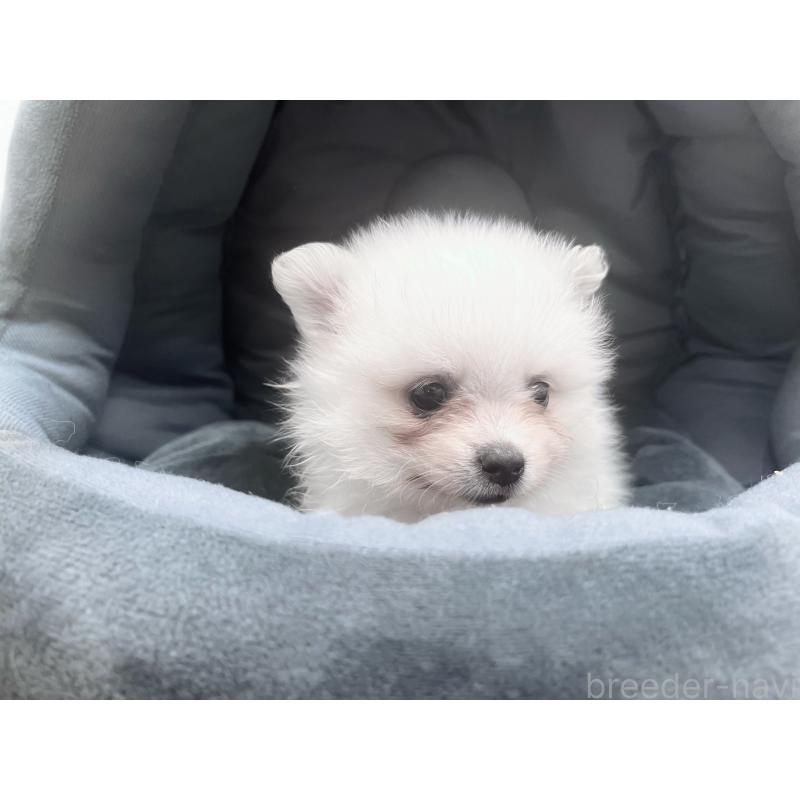 販売中の東京都のポメラニアン-423718の7枚目