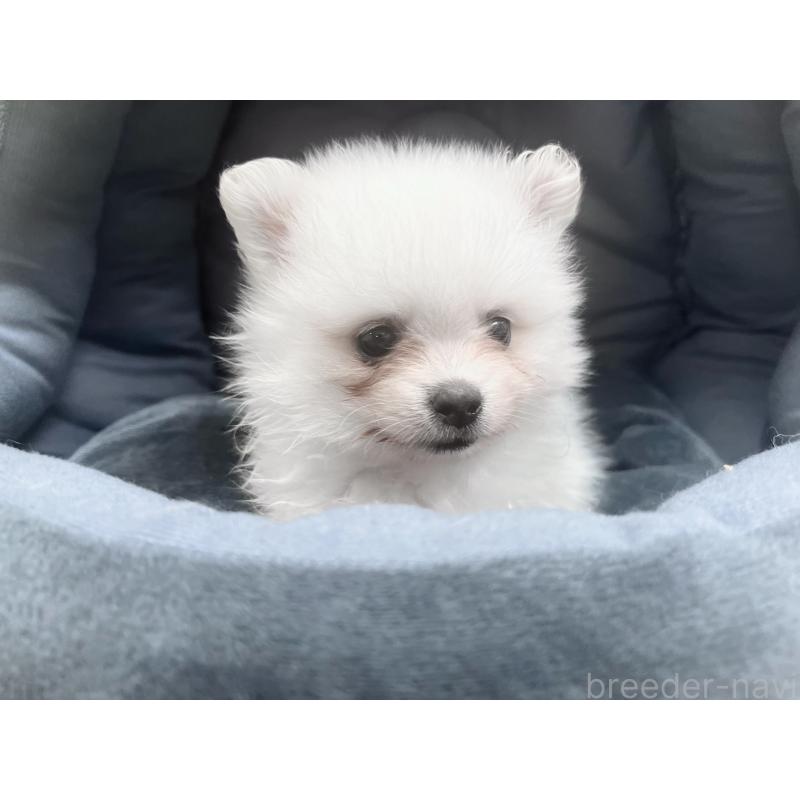 販売中の東京都のポメラニアン-423718の6枚目