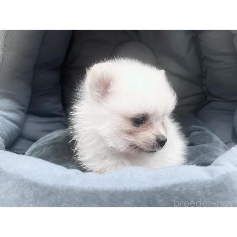 販売中の東京都のポメラニアン-423718の5枚目