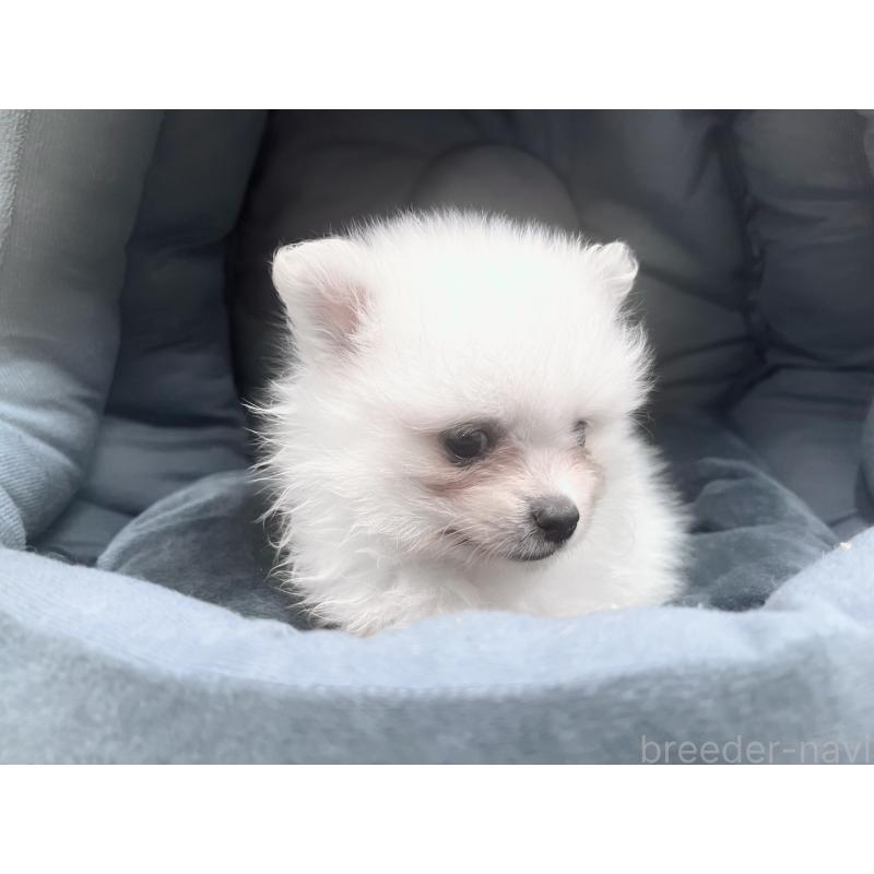 販売中の東京都のポメラニアン-423718の4枚目