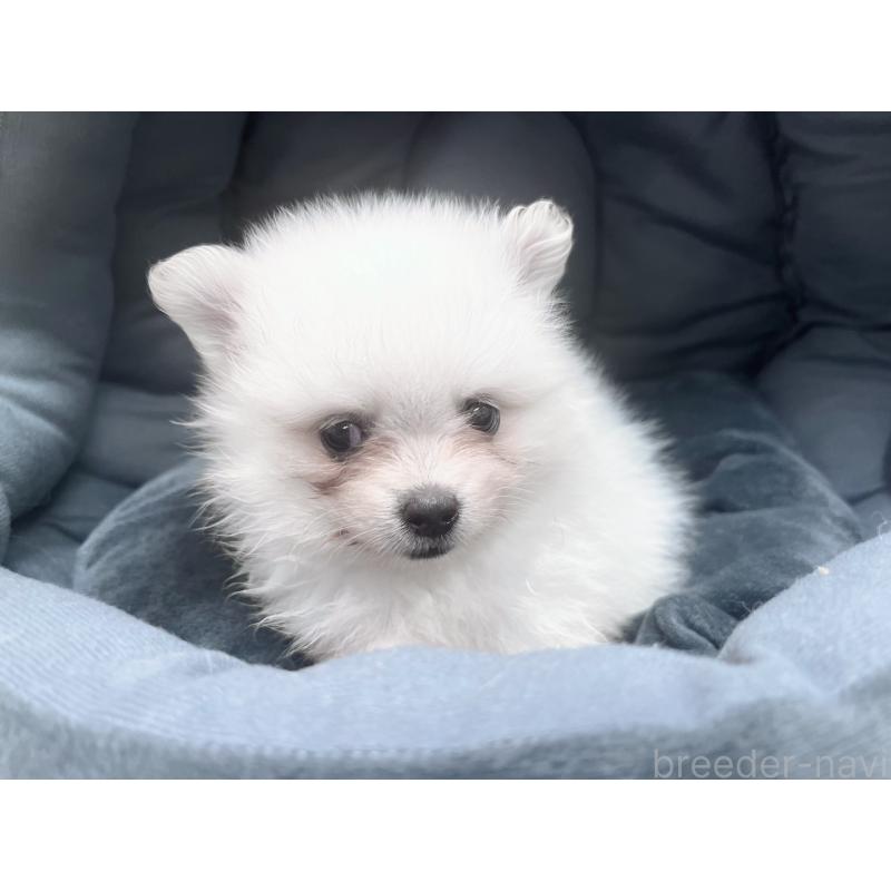 販売中の東京都のポメラニアン-423718の3枚目