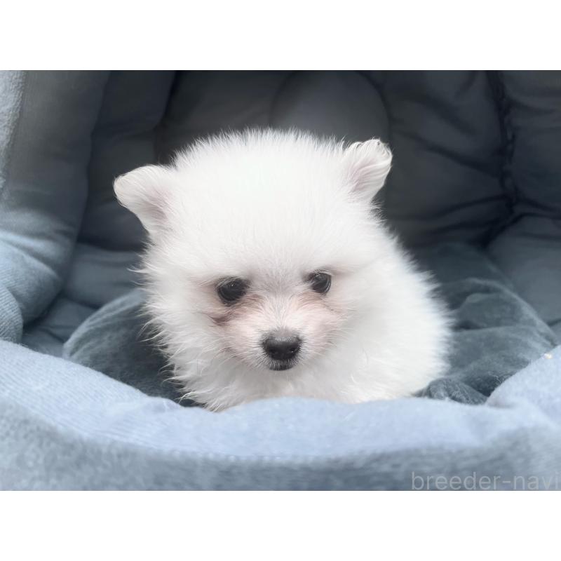 販売中の東京都のポメラニアン-423718の2枚目