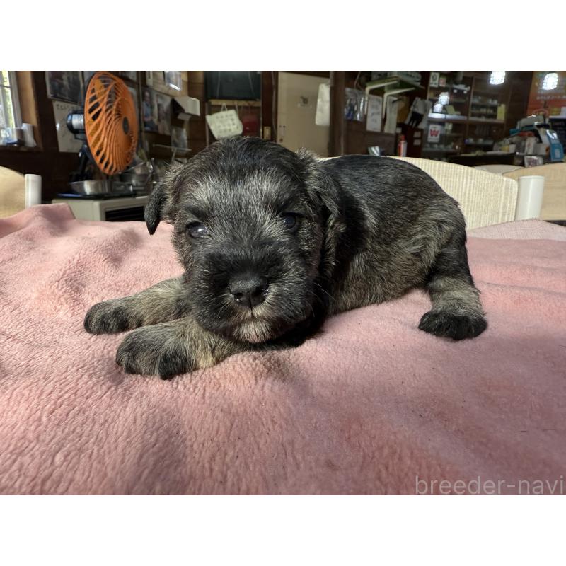 販売中の長野県のミニチュアシュナウザー-423720の8枚目