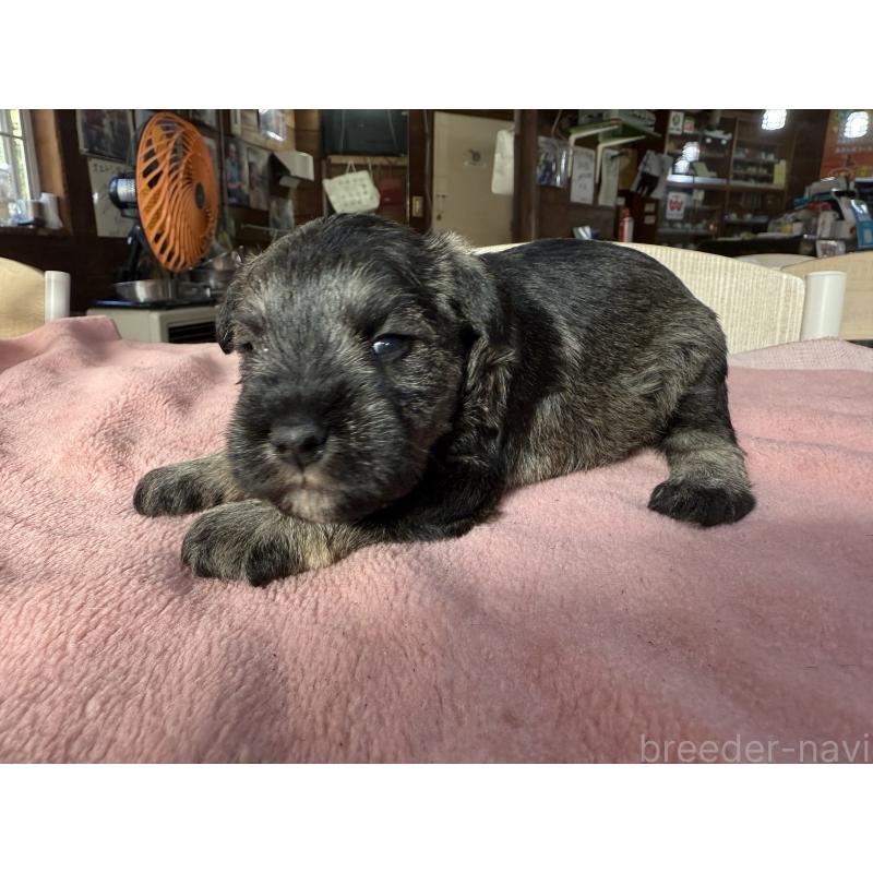 販売中の長野県のミニチュアシュナウザー-423720の7枚目