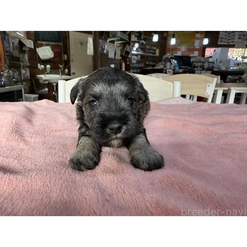 販売中の長野県のミニチュアシュナウザー-423720の6枚目